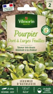 Pourpier Doré à larges feuilles - Légumes d'Autrefois